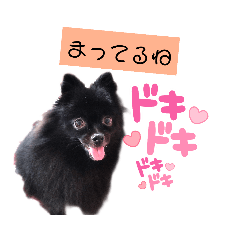 黒ポメラニアンのでびるる