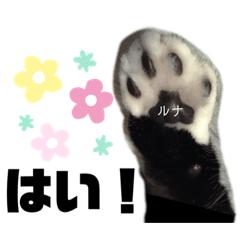 あたしネコのルナ！②