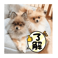 ポメラニアンのこころとひなた