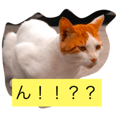 大阪弁の猫たち