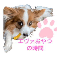 エヴァチョココロン