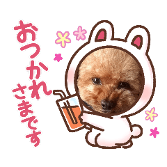 家の癒し.ペット