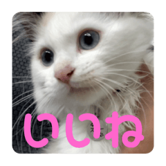 ベルとスノーとK2です