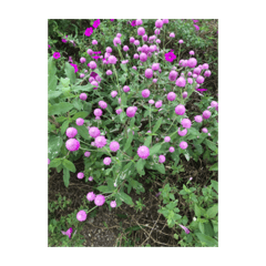 お花のお披露目