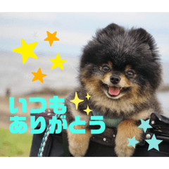 ポメラニアンの太助・太愛3