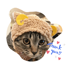 わたしのいえのねこちゃんず