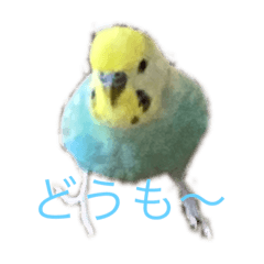 （セキセイインコ）カイくんスタンプ♡