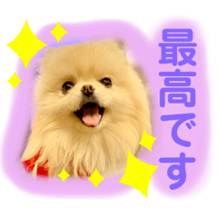 日常会話ポメラニアン