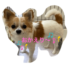 チワワロンチーチワワ2