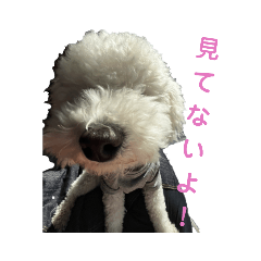 ころちゃんですよ