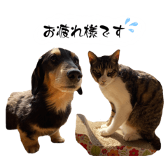 テン＆シュウ＆茶々丸