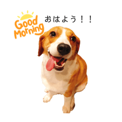 ビーグル×コーギーMIX