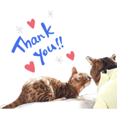 ベンガルたちの日常