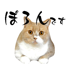 ブリティッシュのぽろんさん