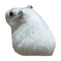 ジャンガリアンハムスターのリリ