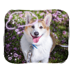 食パンみたいな暖（だん）&こむぎ