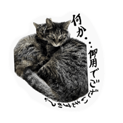 猫スタンプ④（ナナとハチ）