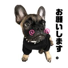 フレンチブルドッグbay‎.