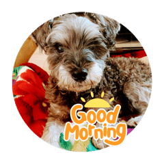 シュナウザー【ジャック】