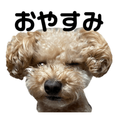 まりのわんにゃん