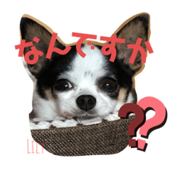 宇宙一可愛いりっちゃん【チワワ⠀】
