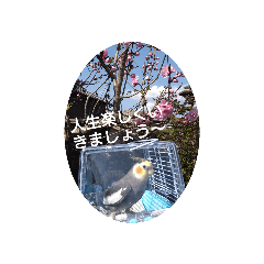 オカメインコ・レモン2