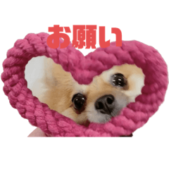 こむぎちゃんのごあいさつ