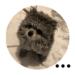 ゆかいなポメラニアン仲間10