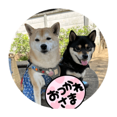 あんず好き好き