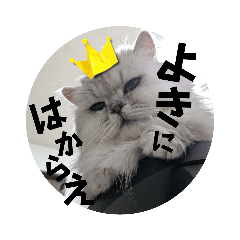 ふうちゃんまみれ