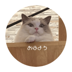 日常スタンプ すごく可愛い猫ฅ•ω•ฅ