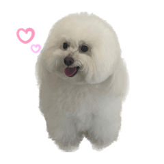 こんにちは、パールと申します。シーズン2