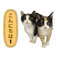 テヤンとタル①