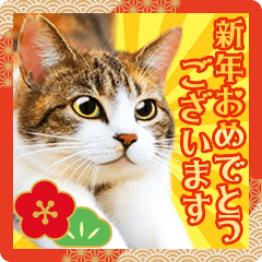 かわいい猫写真BIGスタンプ♪年賀2024