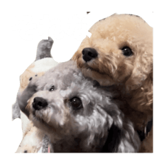 マロン　ナッツ　ミイナ　♡