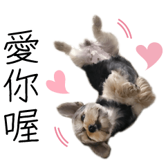 Cute small Yorkshire (revised edition)