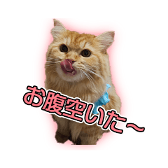 サイベリアンのつむぎ2