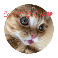 わが家のアイドル(よく使う)