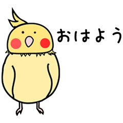 かわいいオカメインコのいもくん