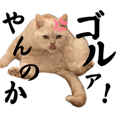 こはにゃんっ！