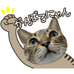 動く猫のすたんぷ。。。２