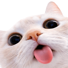 飛び出す★猫猫猫