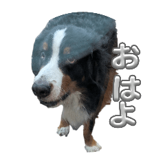 ロビンの色々スタンプ!