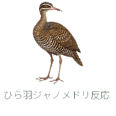 ひら羽ジャノメドリ反応