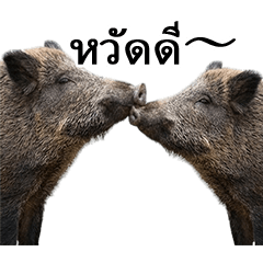 ずっと使えるイノシシ（タイ語）