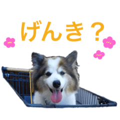 マリリン わんちゃん