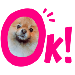 ポメラニアンりく&スコティッシュゆっけ