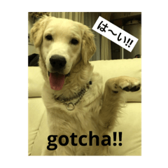 英国ゴールデンのスタンプです