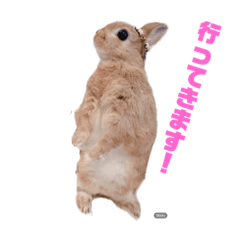 うさぎのポポちゃん(日常編)