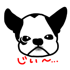 フレンチブルドッグのBoo